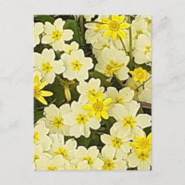 Vår Primroses vykort
