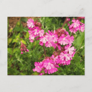 Vår Red Campion Vykort