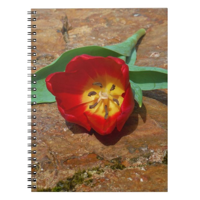 Vår Red Tulip Anteckningsbok Med Spiral (Framsidan)