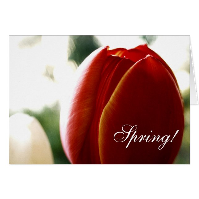 Vår Red Tulip Card Hälsningskort (Framsidan Horizontal)