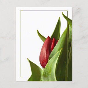 Vår Red Tulip födelse Vykort