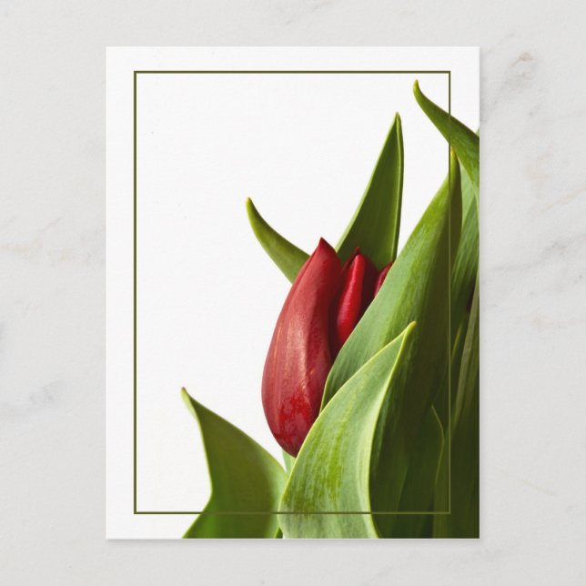 Vår Red Tulip födelse Vykort (Framsida)