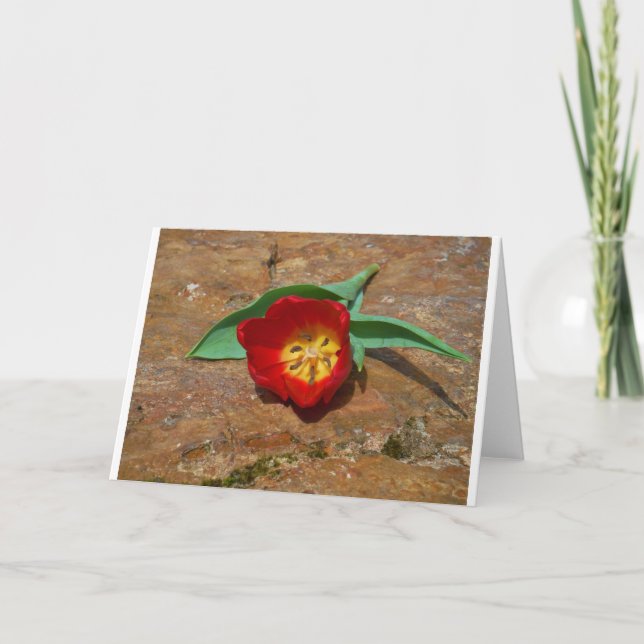 Vår Red Tulip Helgkort (Framsida)