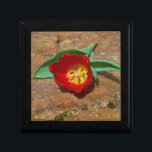 Vår Red Tulip Smyckeskrin<br><div class="desc">Vår Red Tulip,  mot ett brunt sten vid Sjö Arrowhad. Foto av Sandy Closs. Påsk,  blommigt,  rödblommor,  Vår,  valentin,  valentineser,  bröllop,  bröllop,  Alla hjärtans dagar</div>