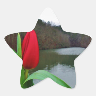 Vår Red Tulip vid Sjö Arrowhad Stjärnformat Klistermärke