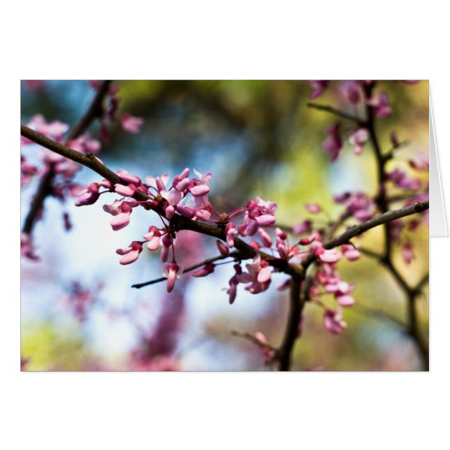 Vår Rhapsody OBS Kort (Framsidan Horizontal)