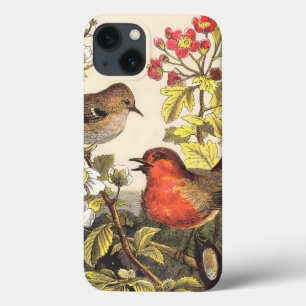 Vår Robin Birds Red Birding