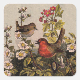 Vår Robin Birds Red Birding Fyrkantigt Klistermärke