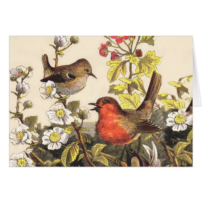 Vår Robin Birds Red Birding Hälsningskort (Framsidan Horizontal)
