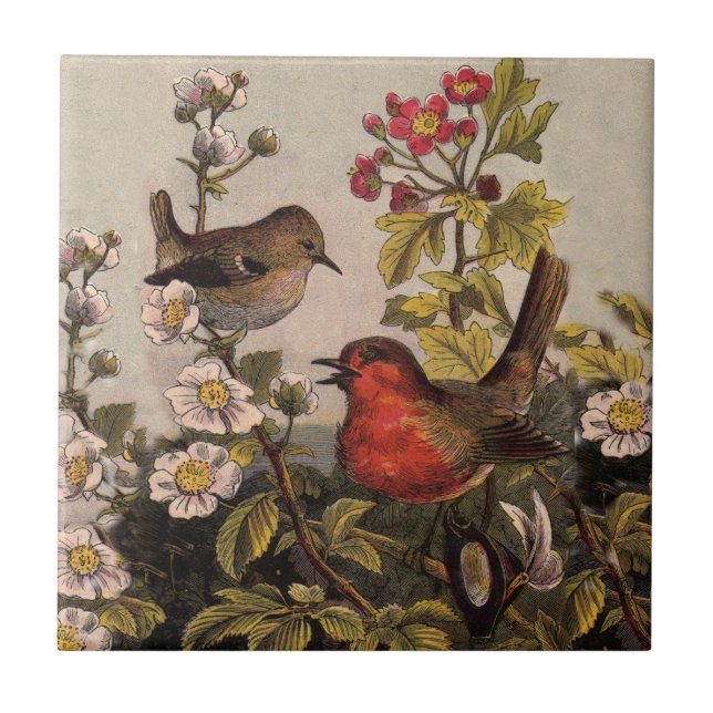 Vår Robin Birds Red Birding Kakelplatta (Framsidan)