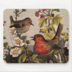 Vår Robin Birds Red Birding Musmatta