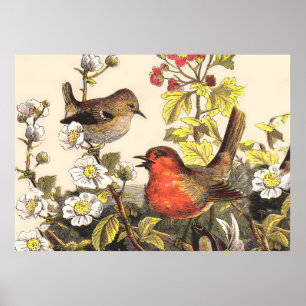 Vår Robin Birds Red Birding Poster