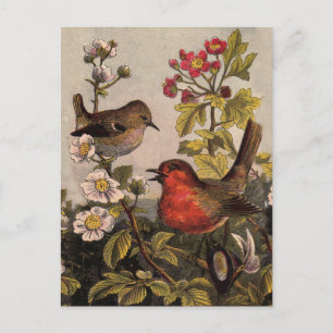 Vår Robin Birds Red Birding Vykort