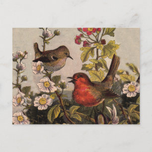 Vår Robin Birds Red Birding Vykort