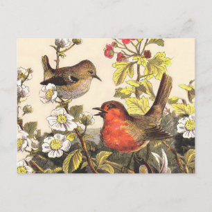 Vår Robin Birds Red Birding Vykort