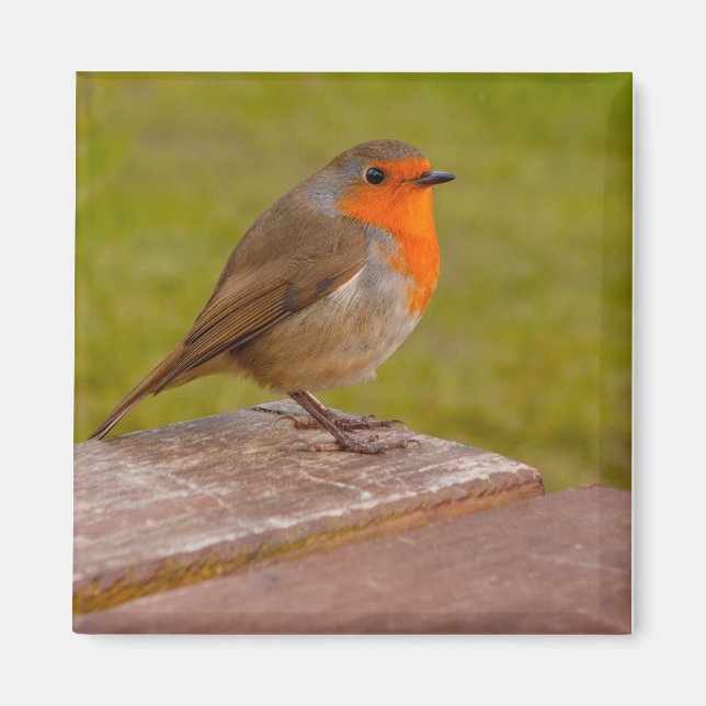 Vår Robin Magnet (Framsidan)