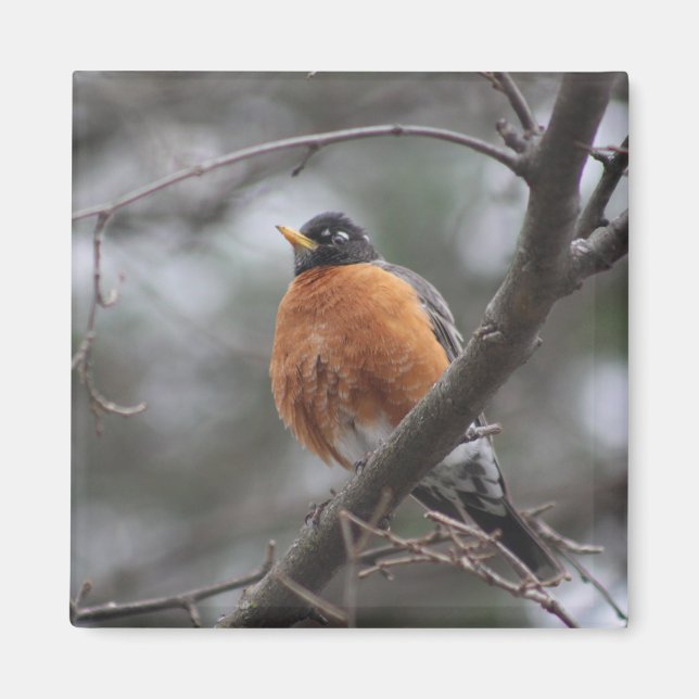Vår Robin magnet (Framsidan)