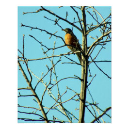 Vår Robin Perfect Poster