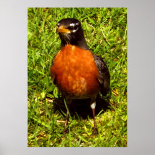 Vår Robin Poster