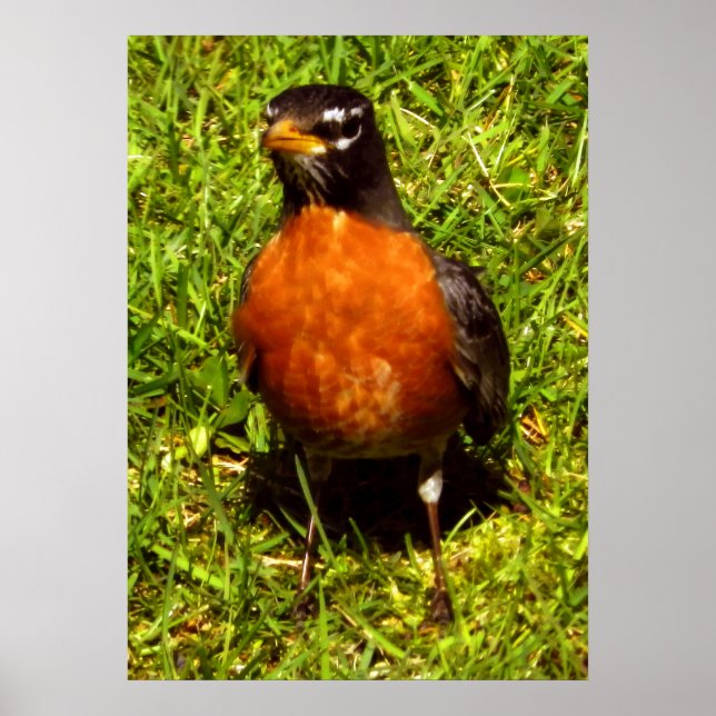 Vår Robin Poster (Framsidan)