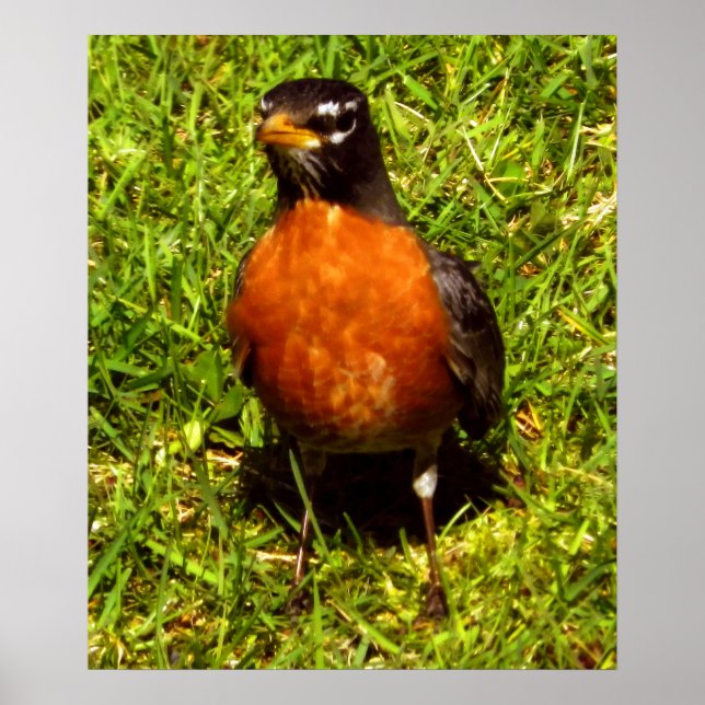 Vår Robin Poster (Framsidan)