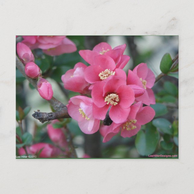 Vår Rosa Blommande Japansk Kvittens Vykort (Framsida)