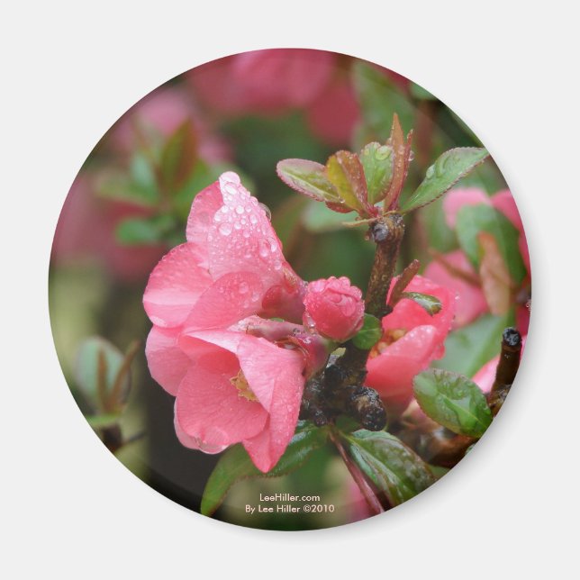 Vår Rosa Blommande Kvitten Magnet (Framsidan)
