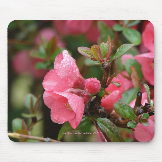 Vår Rosa Blommande Kvitten Musmatta (Framsidan)