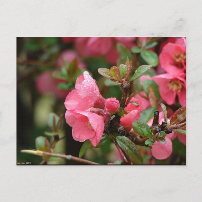 Vår Rosa Blommande Kvitten Vykort (Framsida)