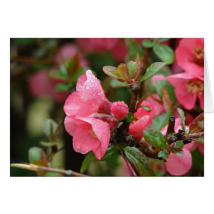 Vår Rosa Blommar Quince Hälsningskort