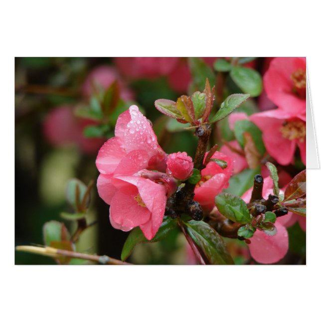Vår Rosa Blommar Quince Hälsningskort (Framsidan Horizontal)