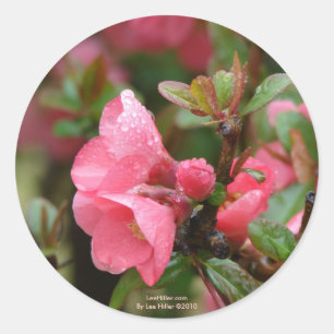 Vår Rosa Blommar Quince Runt Klistermärke