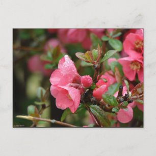 Vår Rosa Blommar Quince Vykort