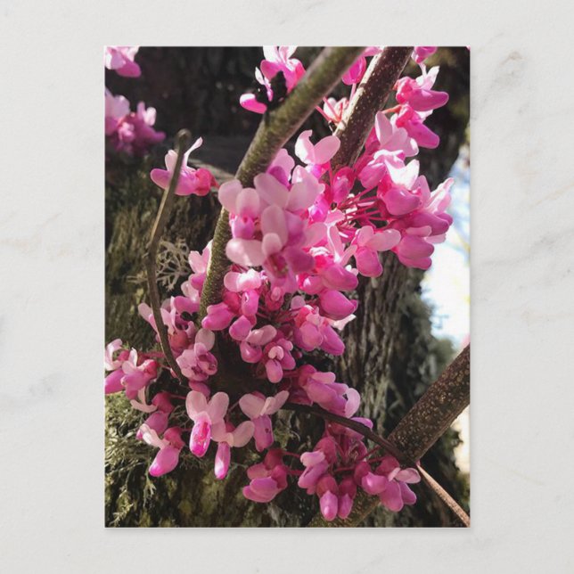 Vår rosa blommor vykort (Framsida)