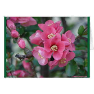 Vår Rosa Blooming Blommar Quince Hälsningskort