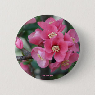 Vår Rosa Blooming Blommar Quince Knapp