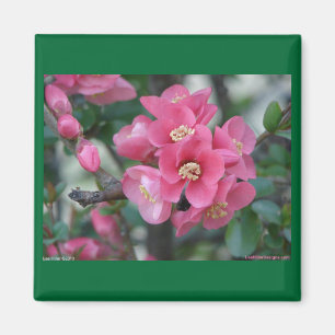 Vår Rosa Blooming Blommar Quince Magnet