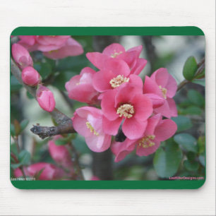 Vår Rosa Blooming Blommar Quince Musmatta