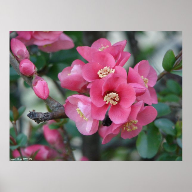 Vår Rosa Blooming Blommar Quince Poster (Framsidan)