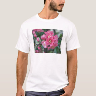 Vår Rosa Blooming Blommar Quince Tee