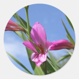 Vår Rosa Flower Stickers Runt Klistermärke