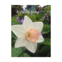 Vår Rosa Kopp Daffodil