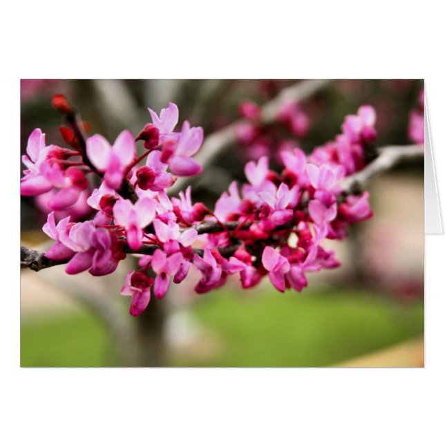 Vår Rosa-kort OBS Kort (Framsidan Horizontal)