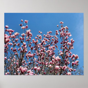 Vår Rosa Magnolia Blommar Blå himmel Poster