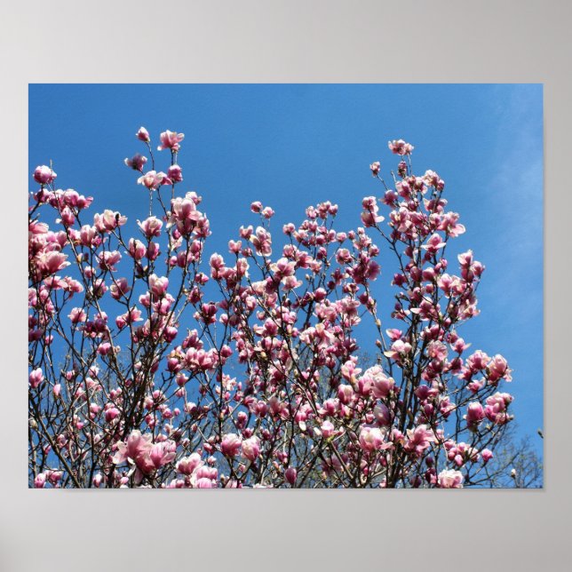 Vår Rosa Magnolia Blommar Blå himmel Poster (Framsidan)