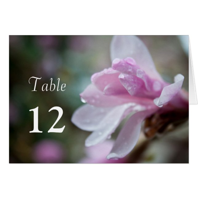 vår rosa, magnolia, bord-kort. OBS kort (Framsidan Horizontal)