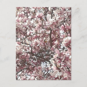 Vår Rosa Magnolia Vykort