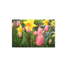 Vår rosa tulip och gult daffodil-blommor