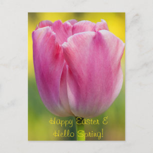 Vår Rosa Tulip-vykort Vykort