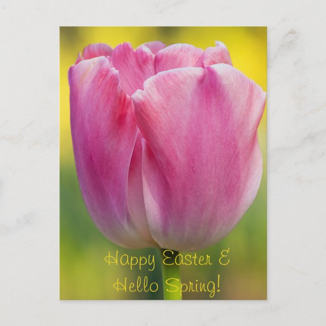 Vår Rosa Tulip-vykort Vykort (Framsida)